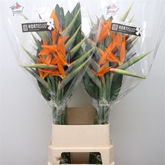 Strelitzia Bloem 120cm