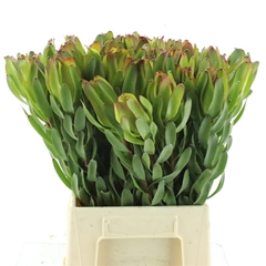 Leucad Laurel Yellow 50cm