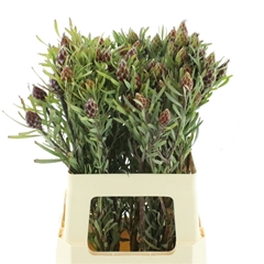 Leucad Other 60cm