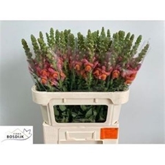 Antir Avignon D Oran 75cm