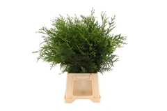 Thuja Pl Atrovir Bs 50cm