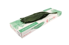 Aspidistra E Per Bunch 70cm