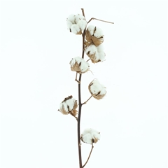 Gossypium Wit 65cm