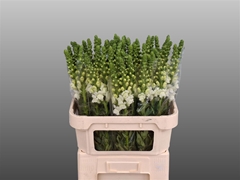 Antir Avignon White 80cm
