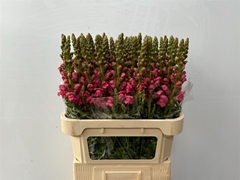 Antir Avignon C Rose 80cm