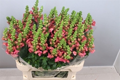Antir Avignon C Rose 80cm