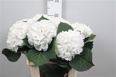 Hydr M Royal Princes 60cm 17cm Ø