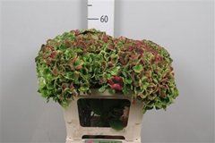 Hydr Mag Amathyst Cl 60cm 18cm Ø