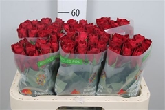 R Gr Madam Red 60cm