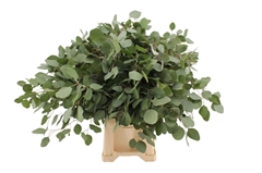 Euc Populifolia Pb 70cm 300gram