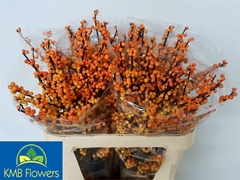 Ilex Ve Mag Cresgold 80cm