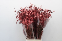 Chasm Latifol Mantis Bordeaux