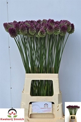 Allium Sphaerocephal 75cm