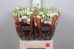 Eust G Rosita White 70cm