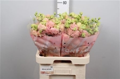 Eus G Alissa Peach 70cm