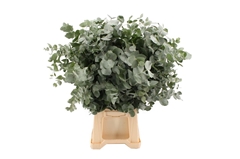 Euca Cinerea P Bunch 70cm 200gram