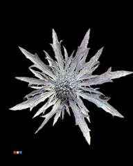 Eryngium Metallic Purple