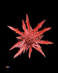 Eryngium Metallic Red