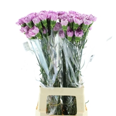 Di St Yukari Scuro 55cm 23