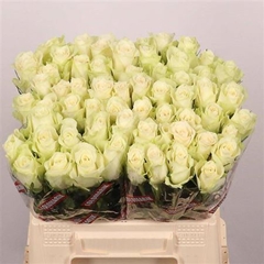 R Gr Athena 40cm