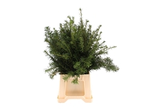Taxus Med Hicksii Bs 50cm