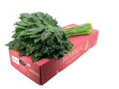 Fatsia Japonica Bs 70cm