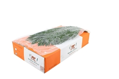 Phoenix Roebeleni Bs 60cm