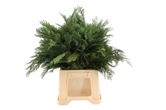 Chama Ob Loenik Bs 50cm