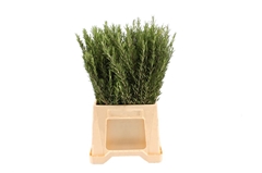 Rosmarinus Officinal 70cm 300gram