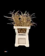 Grevillea Ivanhoe Antique Gold