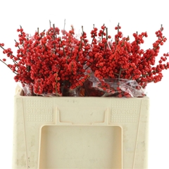 Ilex Vert (RODE Bes) 50cm