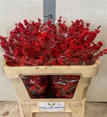 Ilex Mag Supreme Red 70cm