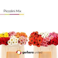 Germini Piccolini Assorted 50cm 4cm Ø