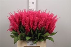 Cel P Royal Pink 70cm