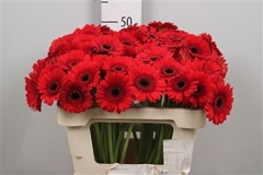 Germini Nirvana 50cm 7cm Ø