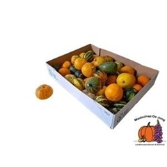 Cuc Pepo Gem