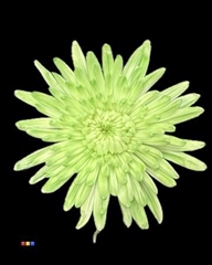 Chr G Topspin Dusty Green