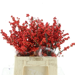 Ilex Vert (RODE Bes) 40cm