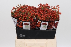 Rozenbottel Autumn Rosefruits 40cm