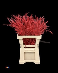 Grevillea Ivanhoe Red
