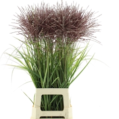 Misc Sinensis Ov 120cm