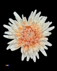 Chr G Marshmallow Orange