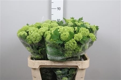 Viburnum Roseum St 80cm