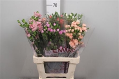 Di Tr Gem In Fust 65cm 23