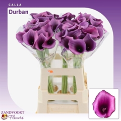 Zant Durban