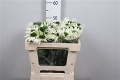 Echi Virgin 50cm