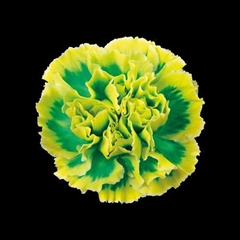 Dianthus St Brasil