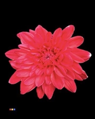 Chr T Euro Red