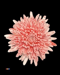 Chr G Ana Snow Red