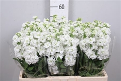 Matth Stx White 56cm 23